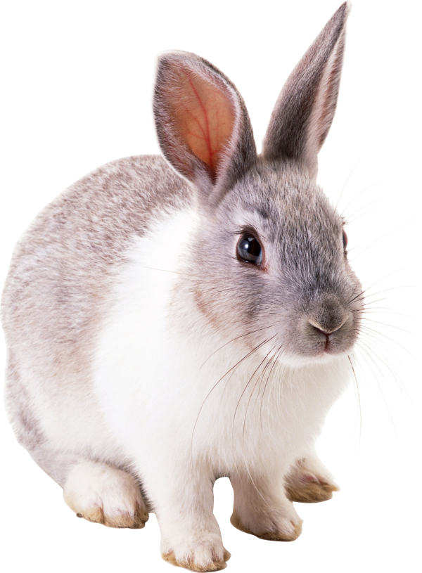Rabbit PNG Free Download 7