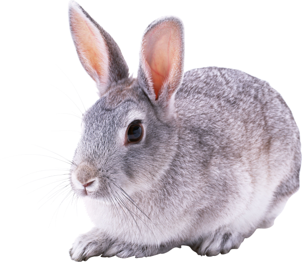 Rabbit PNG Free Download 9