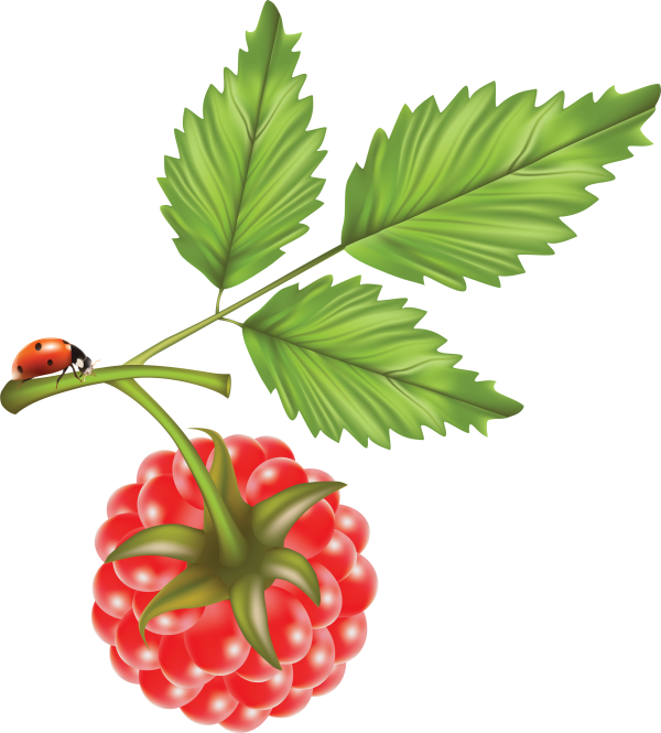Raspberry PNG Free Download 11