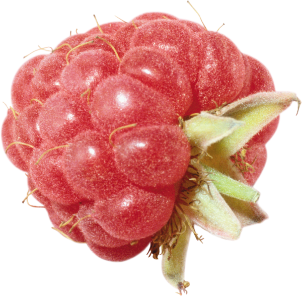 Raspberry PNG Free Download 17