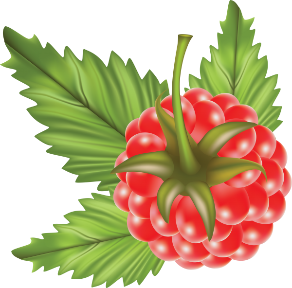 Raspberry PNG Free Download 18