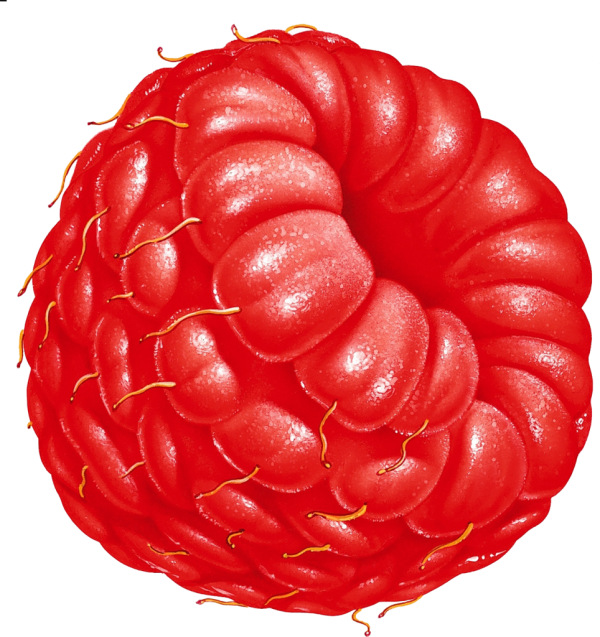 Raspberry PNG Free Download 19