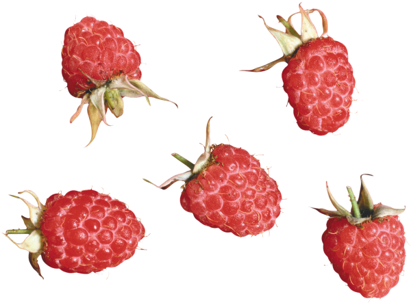 Raspberry PNG Free Download 21