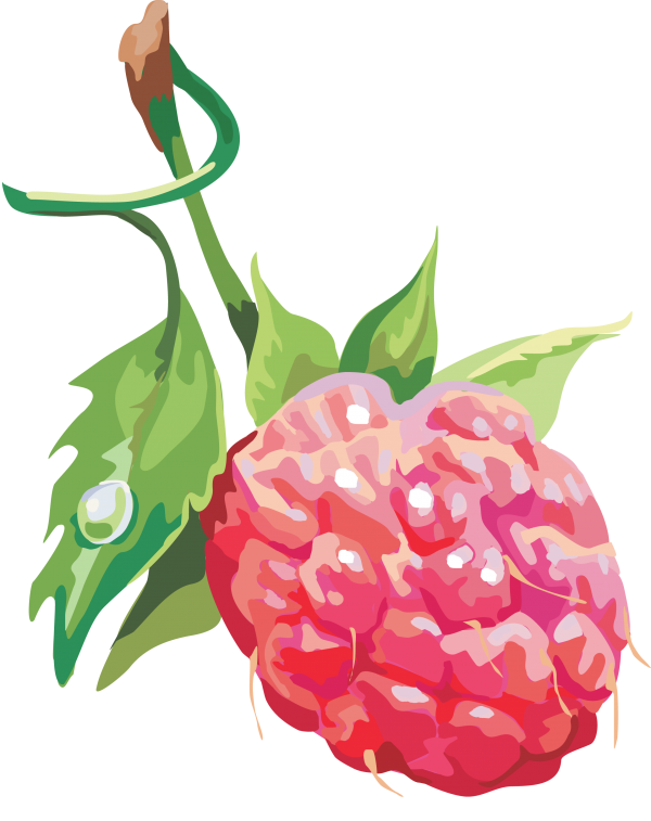 Raspberry PNG Free Download 22