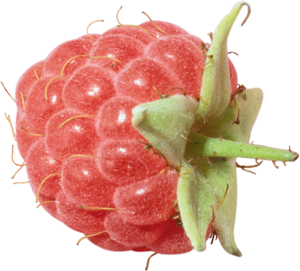 Raspberry PNG Free Download 23