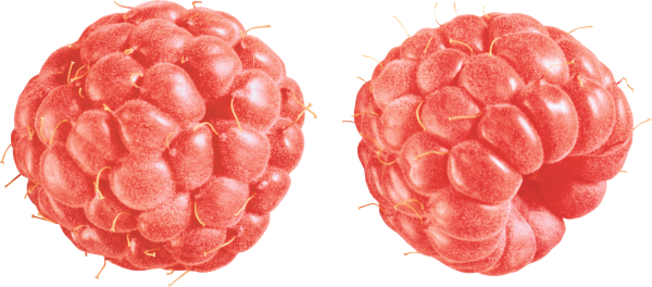Raspberry PNG Free Download 28