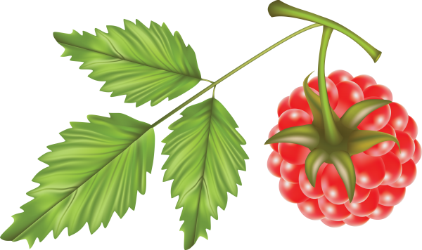 Raspberry PNG Free Download 30