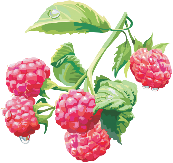 Raspberry PNG Free Download 4