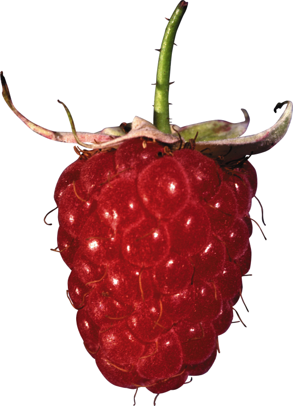 Raspberry PNG Free Download 7