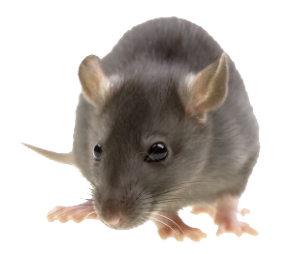 Rat Mouse PNG Free Download 1