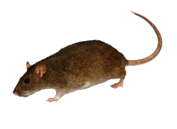 Rat Mouse PNG Free Download 10