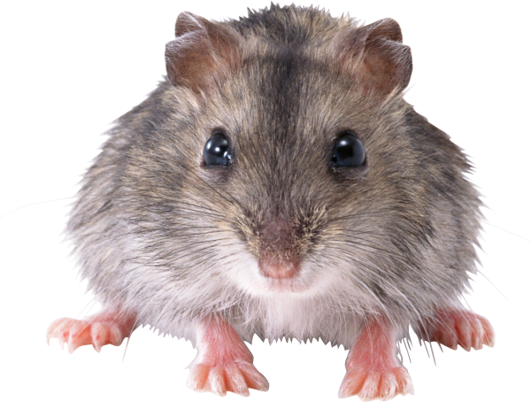 Rat Mouse PNG Free Download 11
