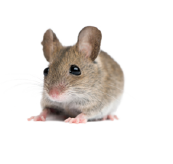 Rat Mouse PNG Free Download 12