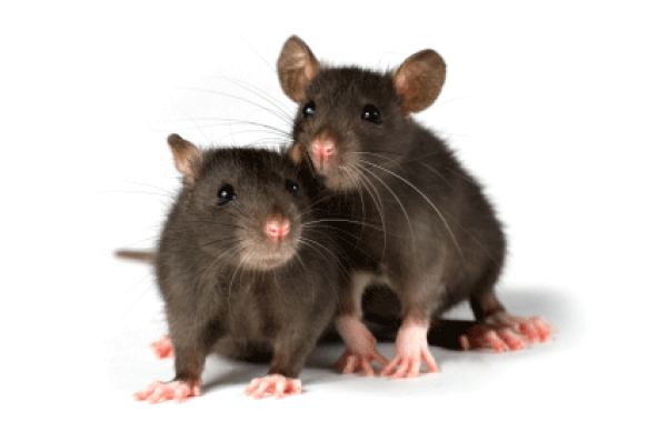 Rat Mouse PNG Free Download 3