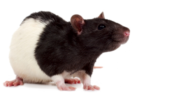 Rat Mouse PNG Free Download 4