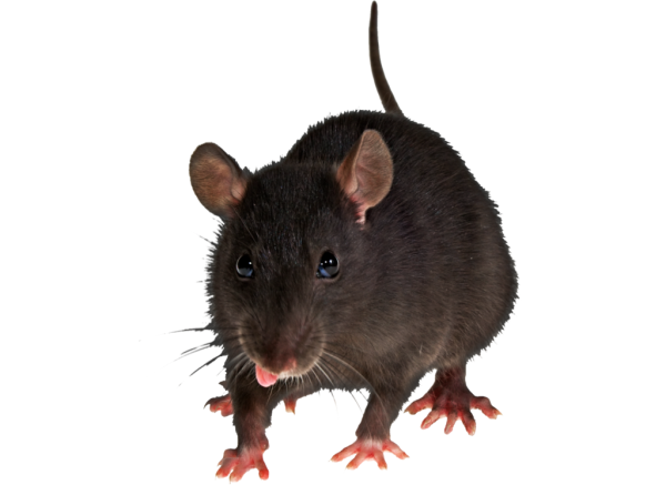Rat Mouse PNG Free Download 5