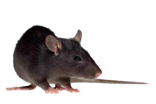 Rat Mouse PNG Free Download 6