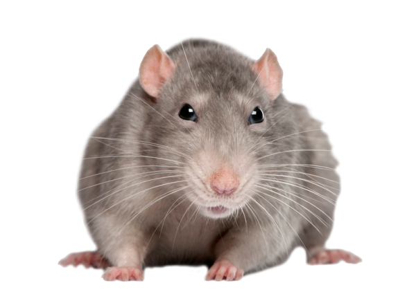Rat Mouse PNG Free Download 7