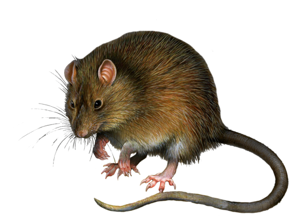 Rat Mouse PNG Free Download 8
