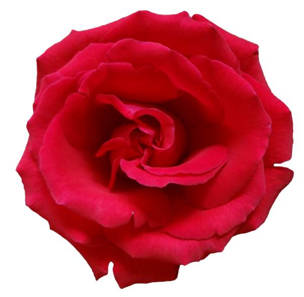 red flowered rose free png download (2)