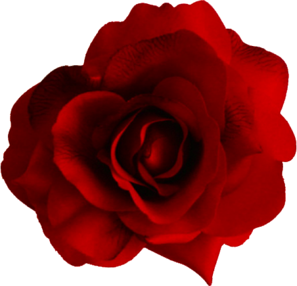 red flowered rose free png download (3)