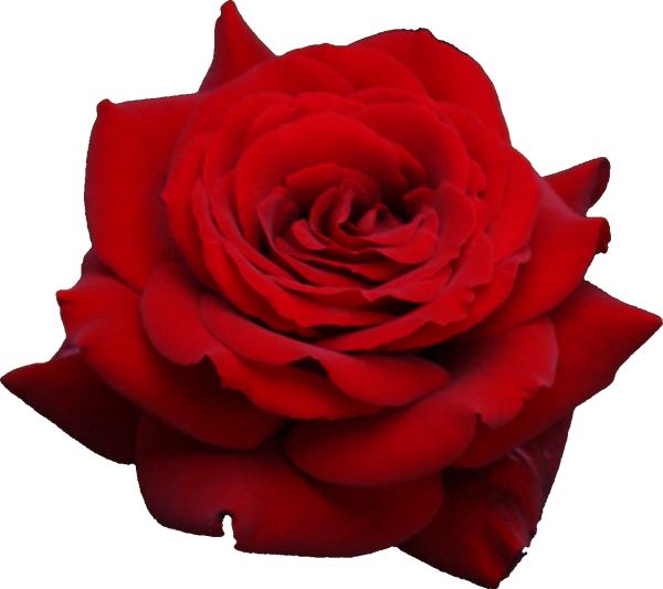 red flowered rose free png download