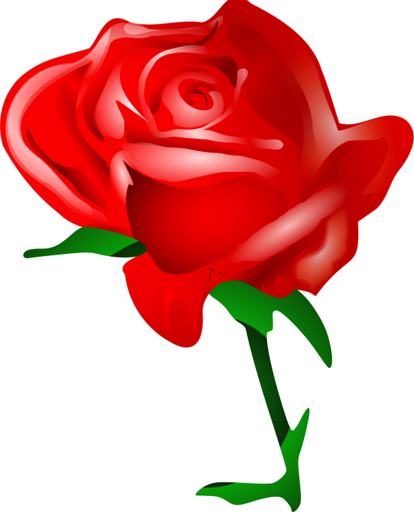 red rose clipart free png download