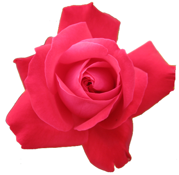 red rose pettal clipart free png download