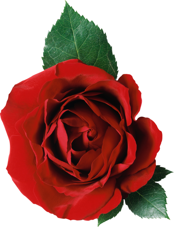 red rose with leaves free png download (2)