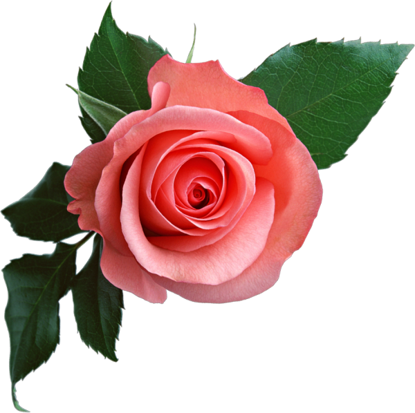 red rose with leaves free png download