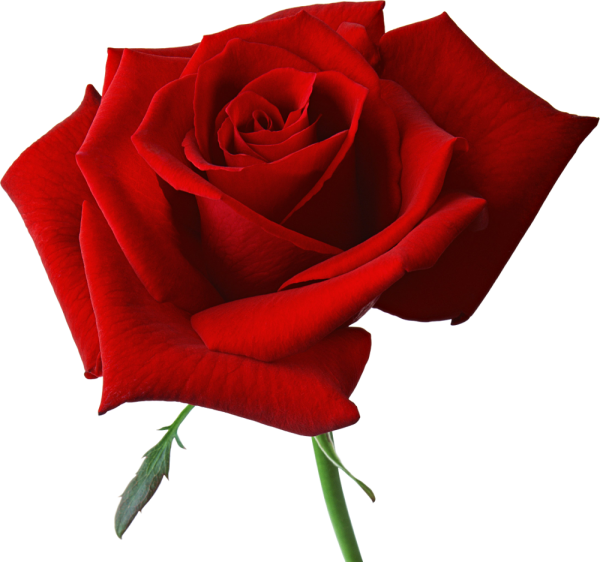 red rose with small leaves free png download