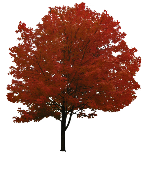 Red Tree Png Free