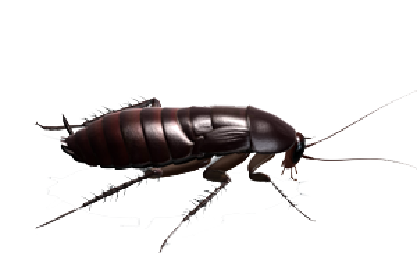 Roach PNG Free Download 1