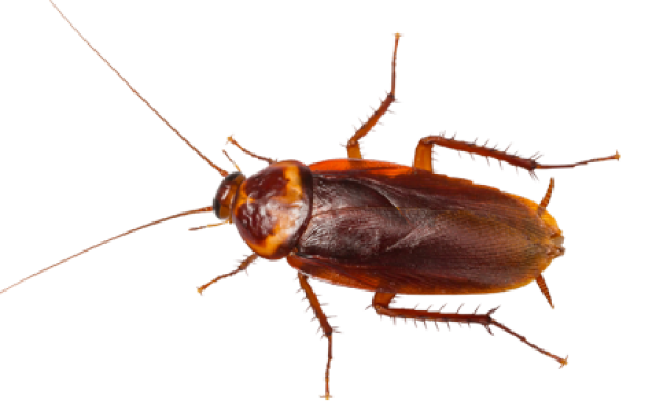 Roach PNG Free Download 10