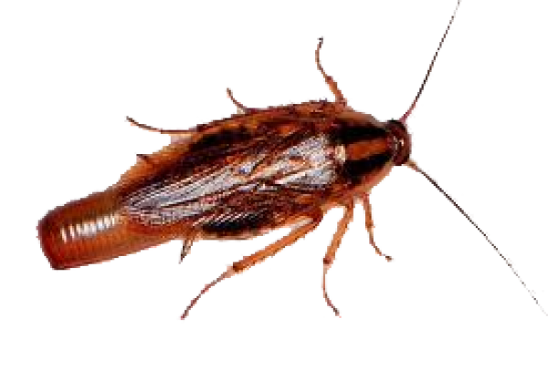 Roach PNG Free Download 13