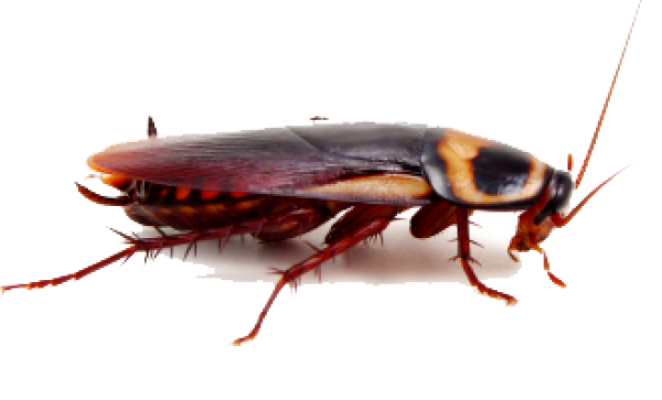 Roach PNG Free Download 14