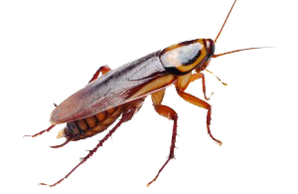 Roach PNG Free Download 15