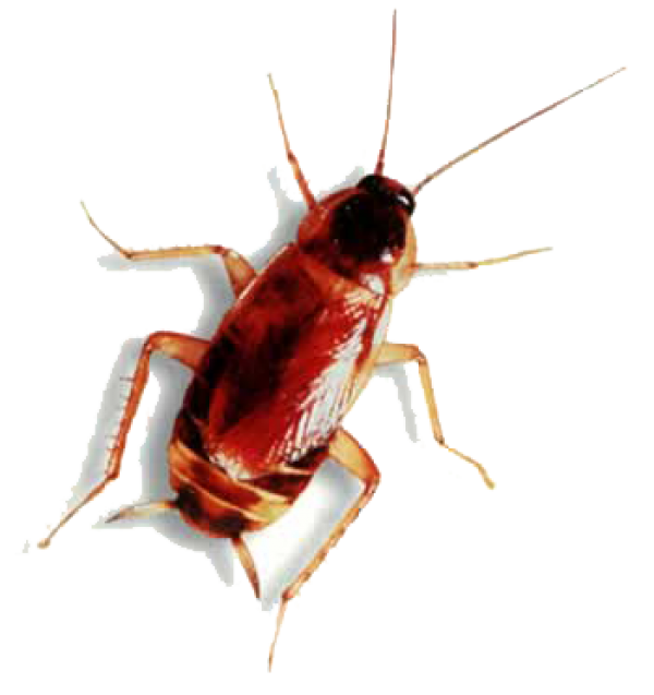 Roach PNG Free Download 16