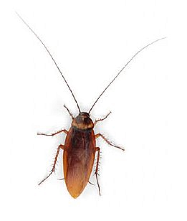 Roach PNG Free Download 17
