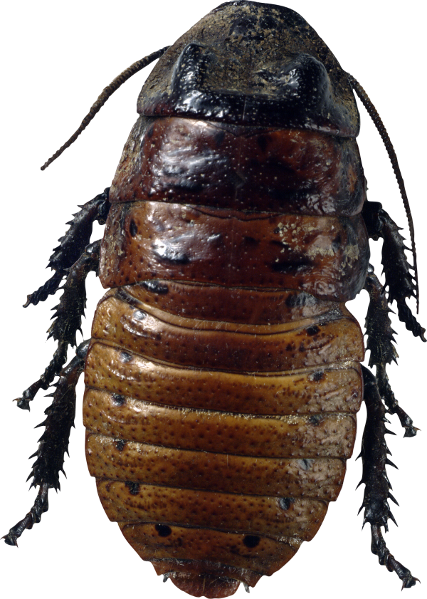 Roach PNG Free Download 18