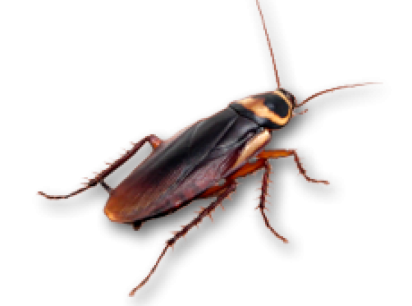 Roach PNG Free Download 19