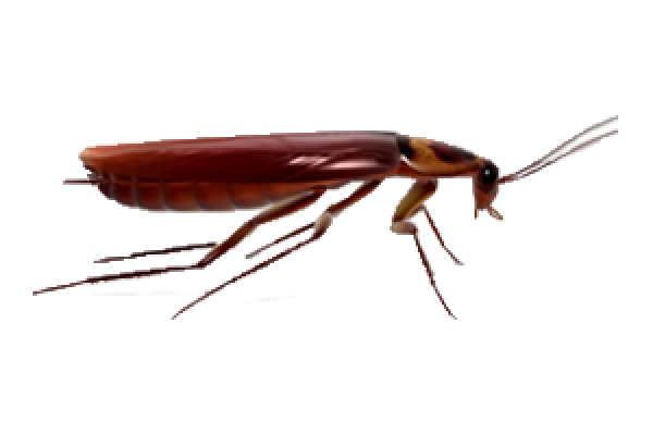 Roach PNG Free Download 2