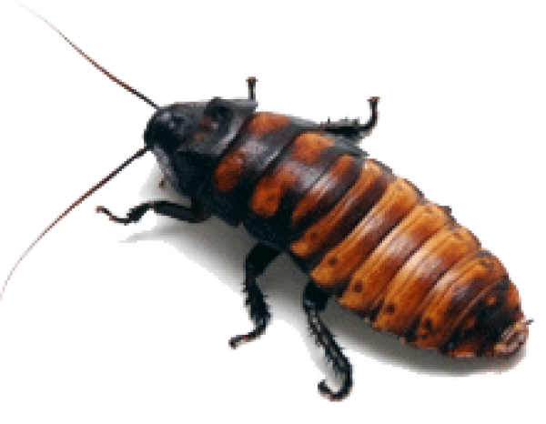 Roach PNG Free Download 20