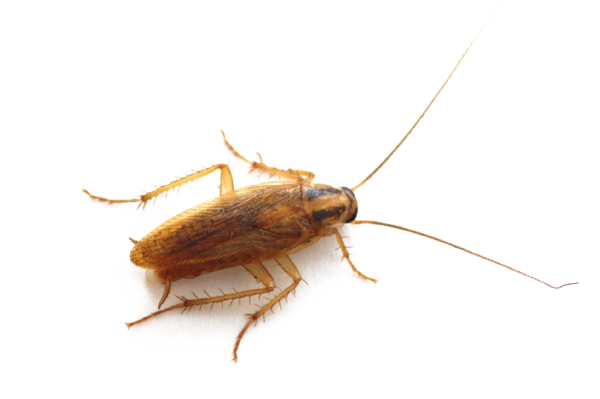 Roach PNG Free Download 22