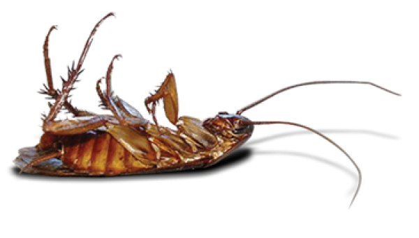 Roach PNG Free Download 23