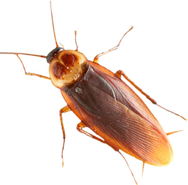 Roach PNG Free Download 24