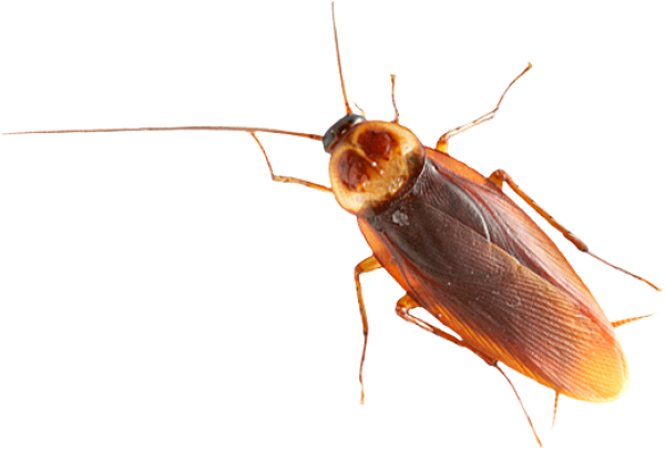 Roach PNG Free Download 25