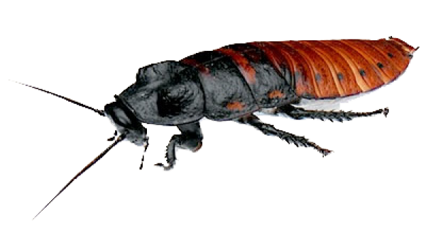 Roach PNG Free Download 26
