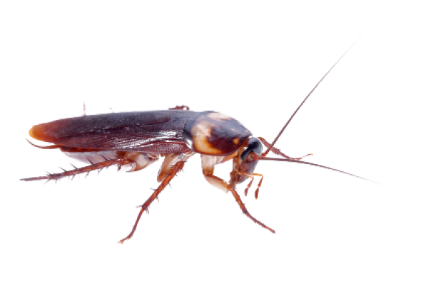 Roach PNG Free Download 27