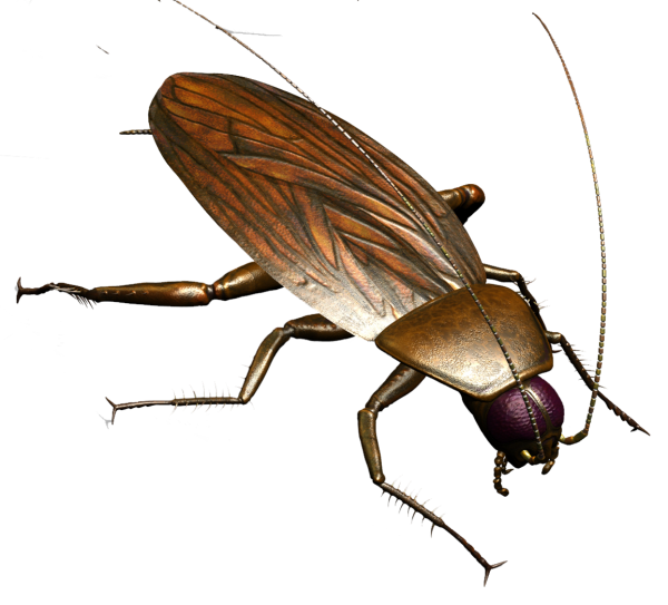 Roach PNG Free Download 28